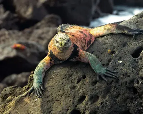 Custom Galápagos Islands tour tailored to travelers’ interests, schedule, and accessibility needs